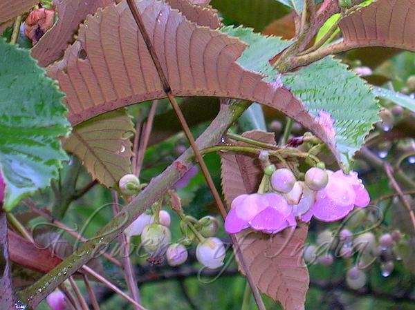 Saurauia roxburghii